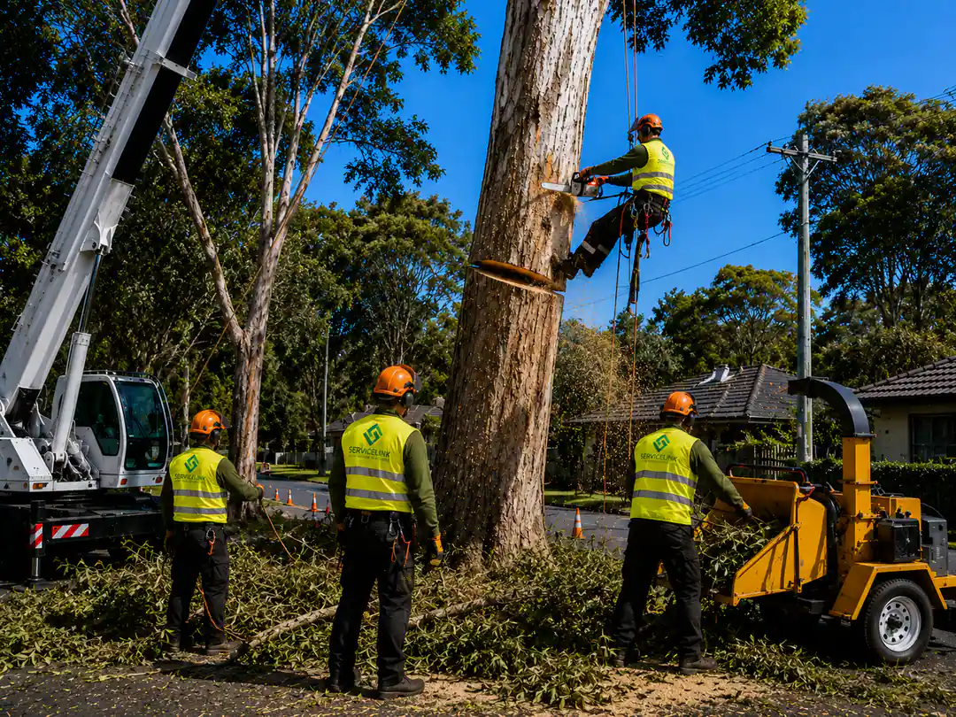 Commercial Tree Services in Burnside